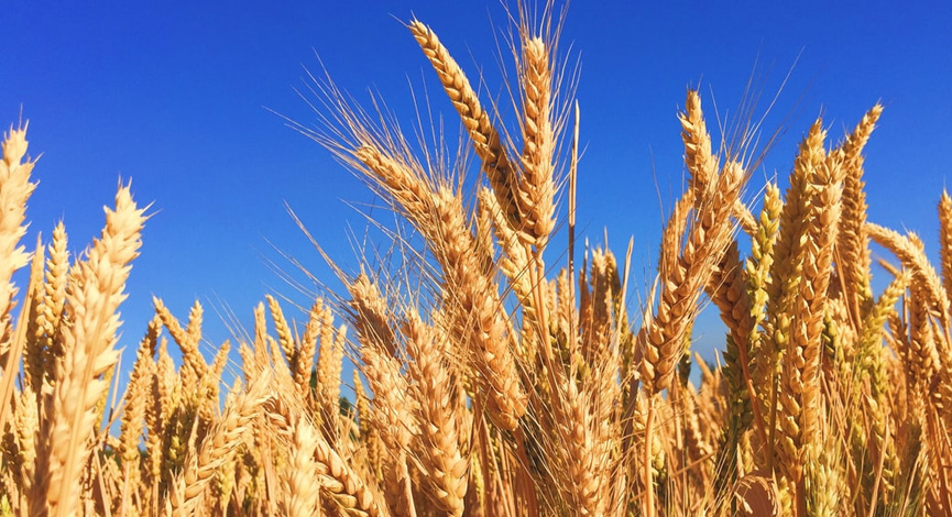 Wheat